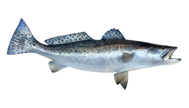 Silver Fish with Spots