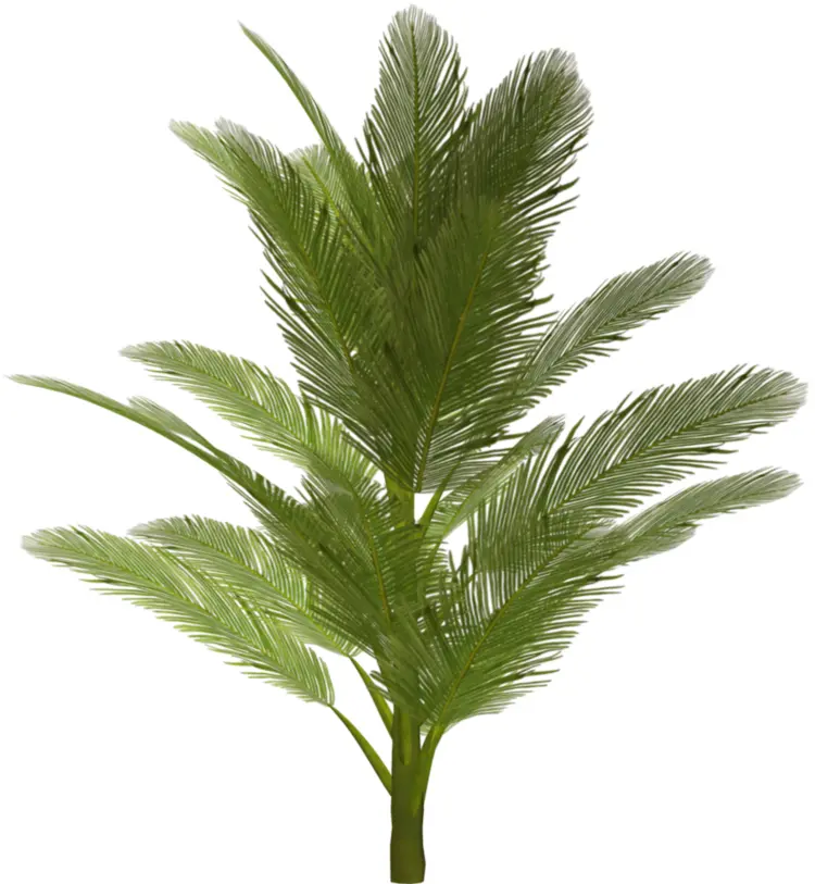 Lush Green Palm Leaves