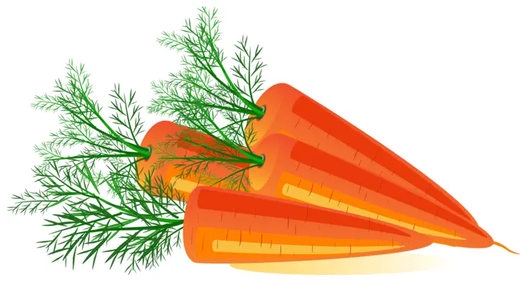 Illustration of Fresh Carrots