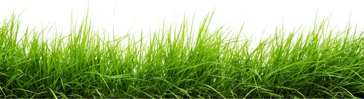 Green Grass in Nature