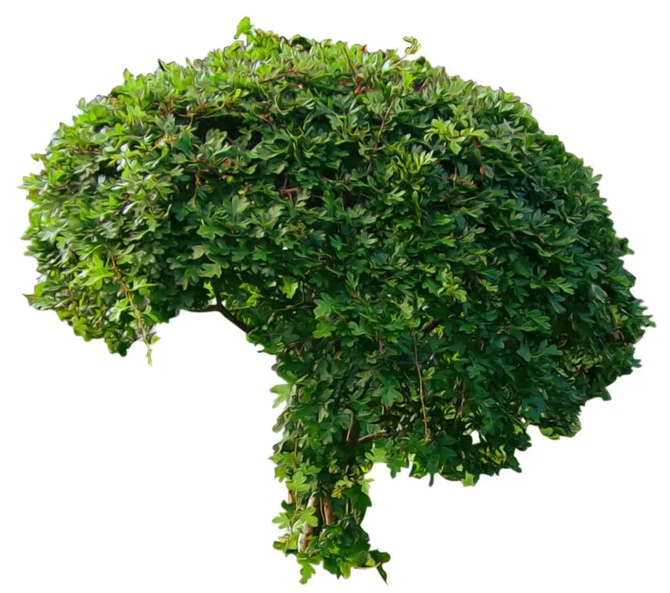 Green Tree with Dense Leaves