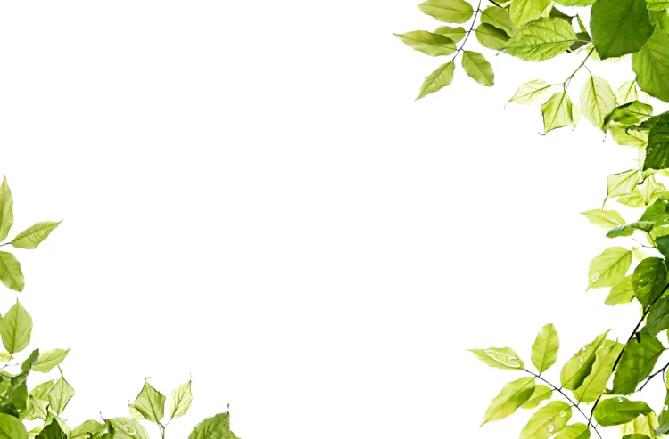 Green Leaves Border Illustration