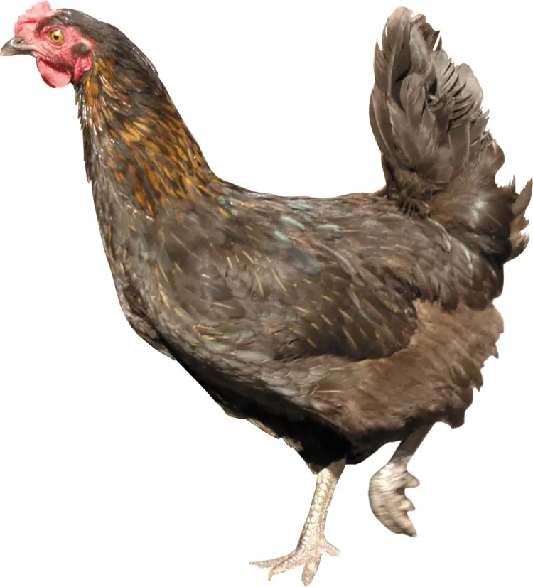 Brown Chicken on Farm