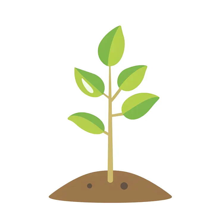 Young Plant