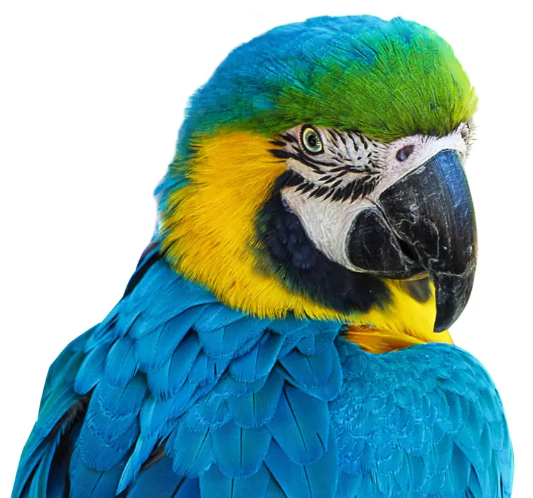 Colorful Parrot on Transparent Background