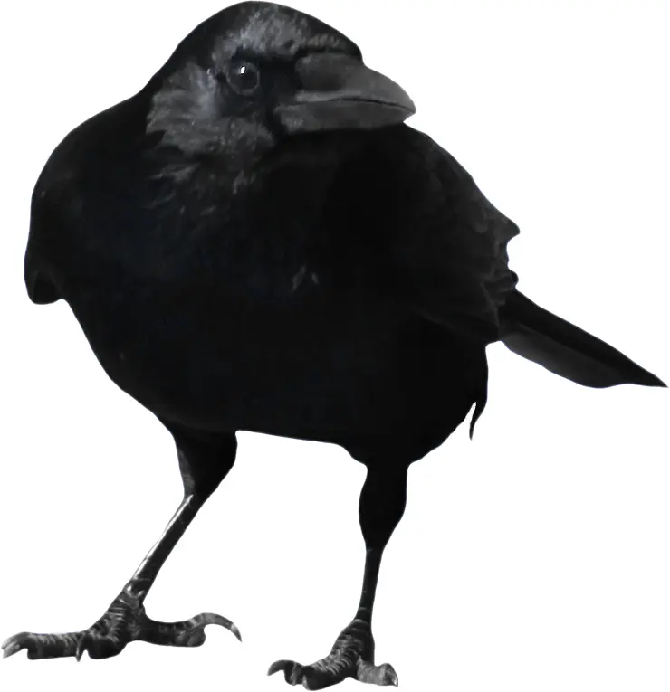 Black Crow Standing