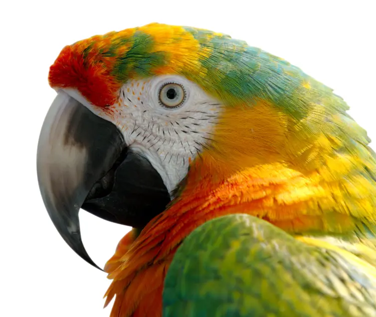 Colorful Parrot with Vibrant Feathers