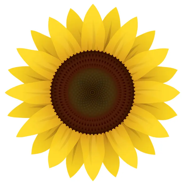 Sunflower with Yellow Petals Illustration