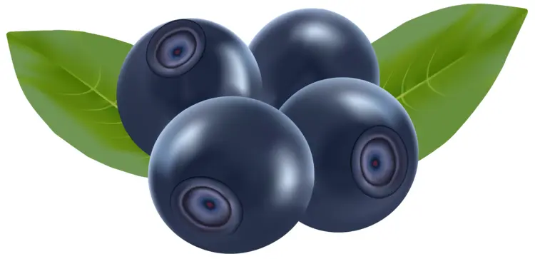 Blue Berries with Green Leaves
