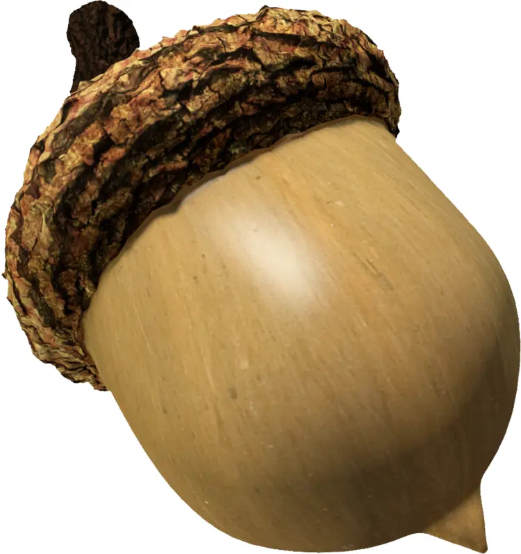 3D Acorn