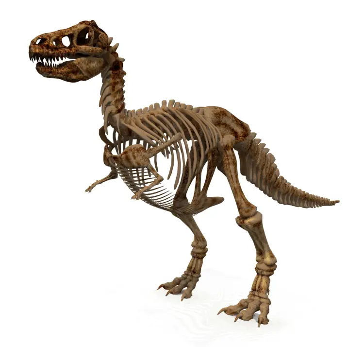 Prehistoric Dinosaur Skeleton Fossil
