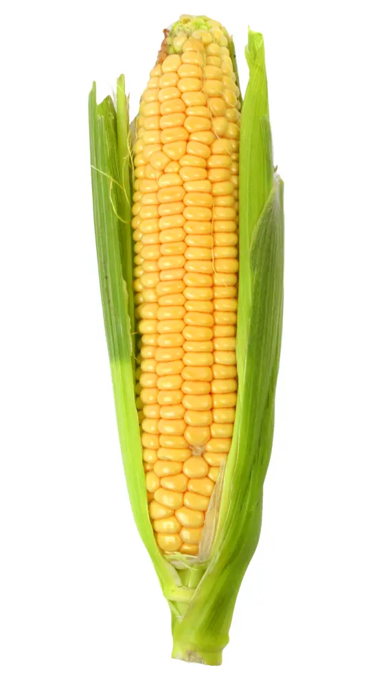 Fresh Corn on the Cob