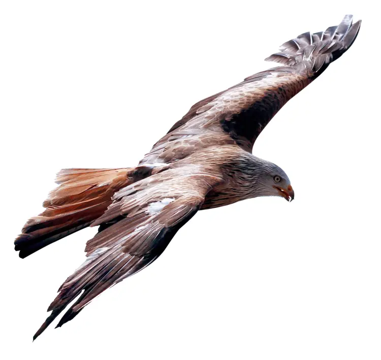 Hawk Soaring with Spread Wings