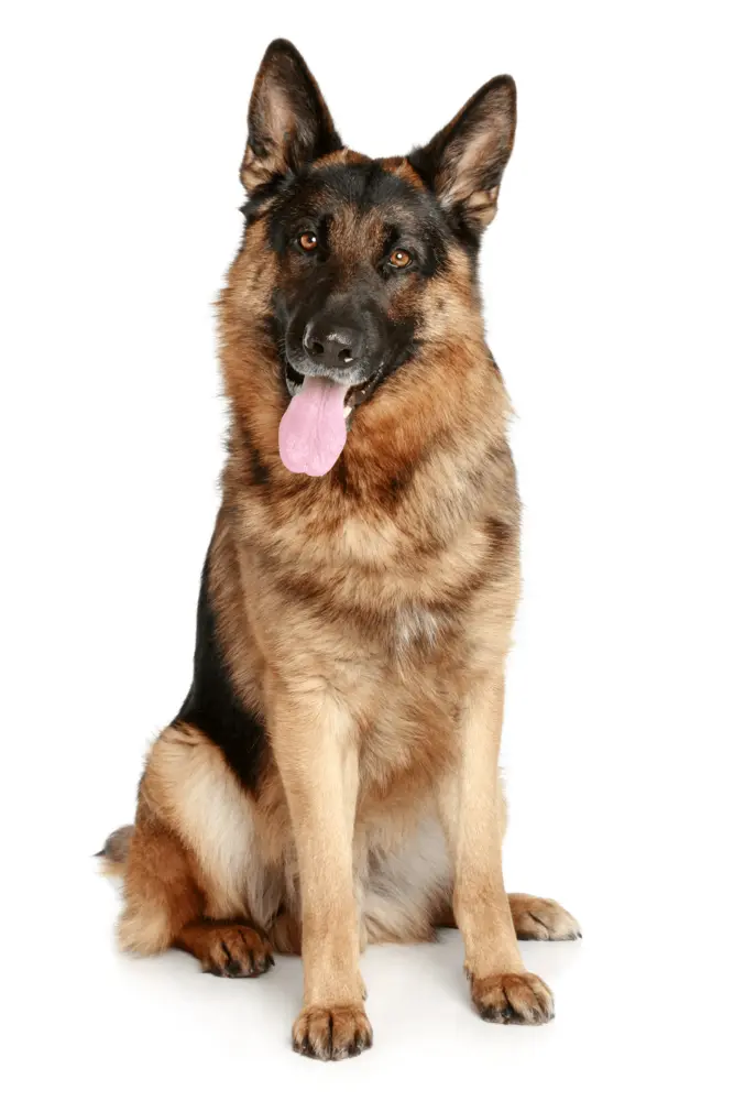 German Shepherd Dog