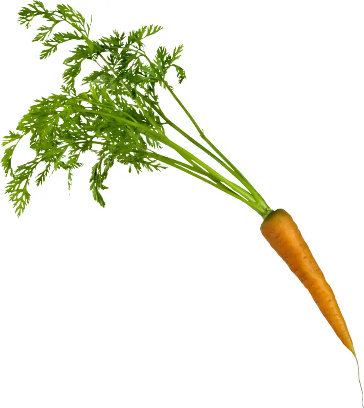 Leafy Orange Carrot