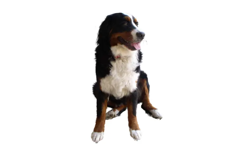 Friendly Black and White Dog