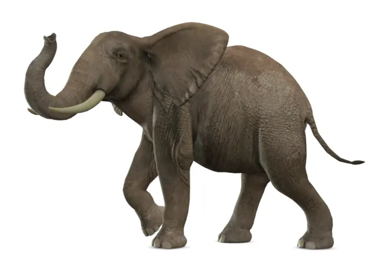 Walking Elephant
