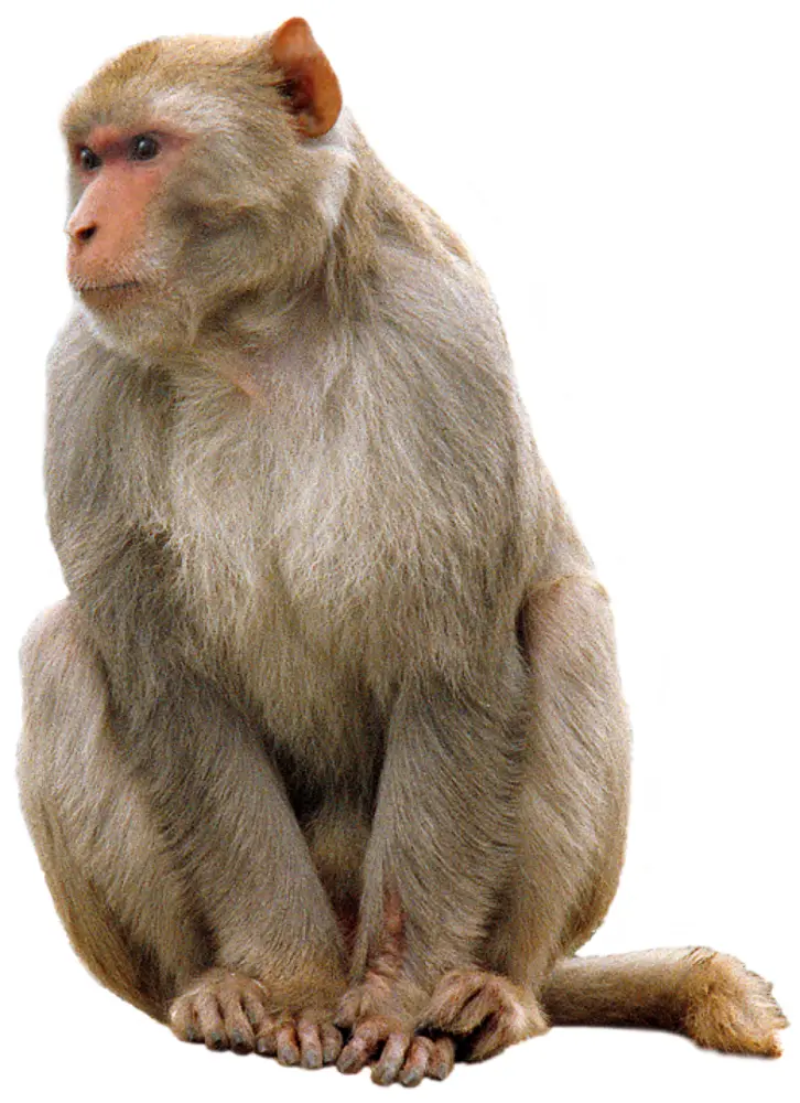 Sitting Monkey