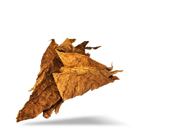 Crisp Brown Dried Leaves