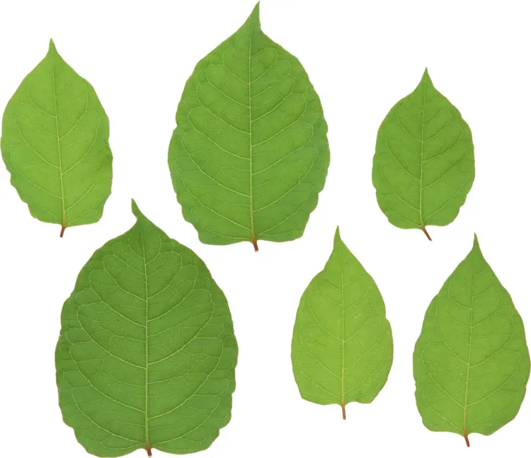 Six Green Leaves