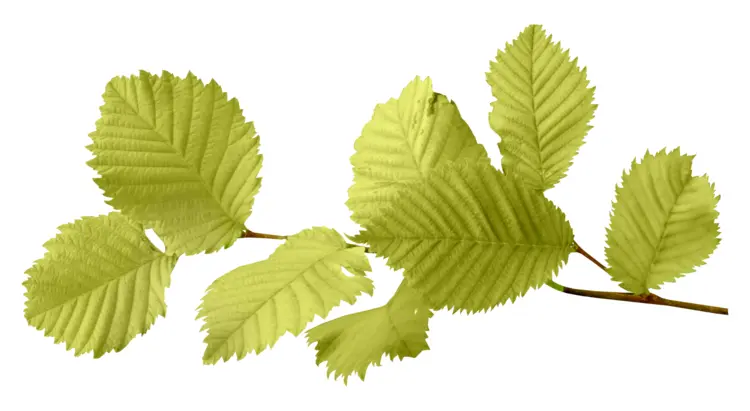 Green Leaves on Branch