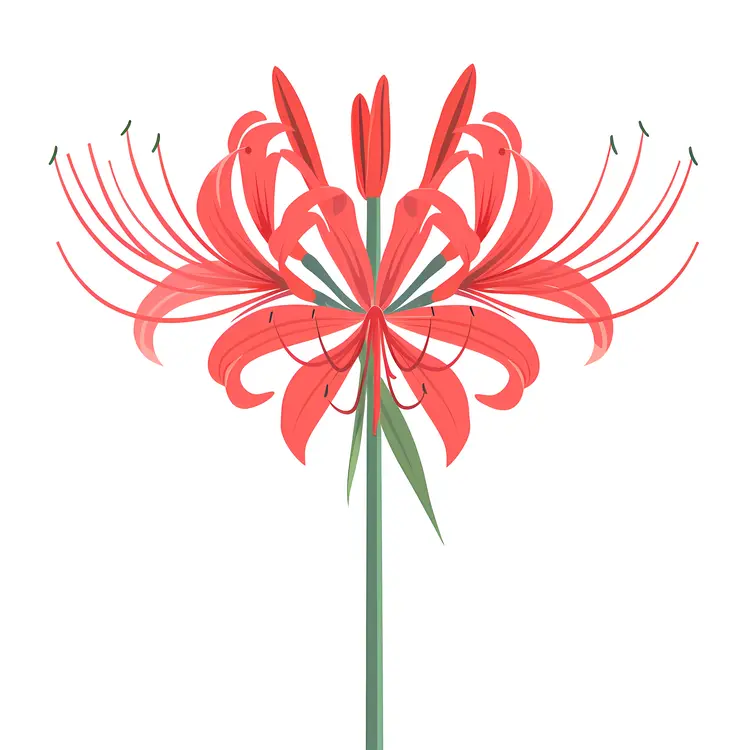 Red Spider Lily with Elegant Stamen