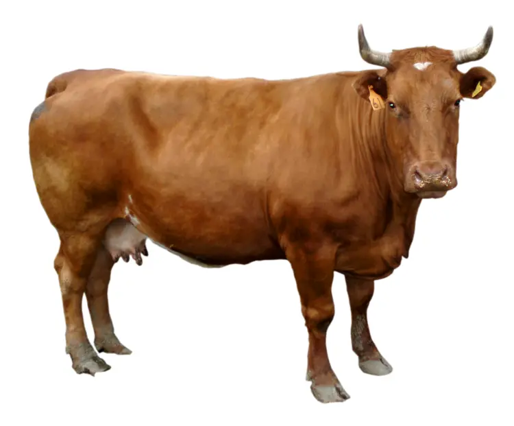 Brown Cow on Farm