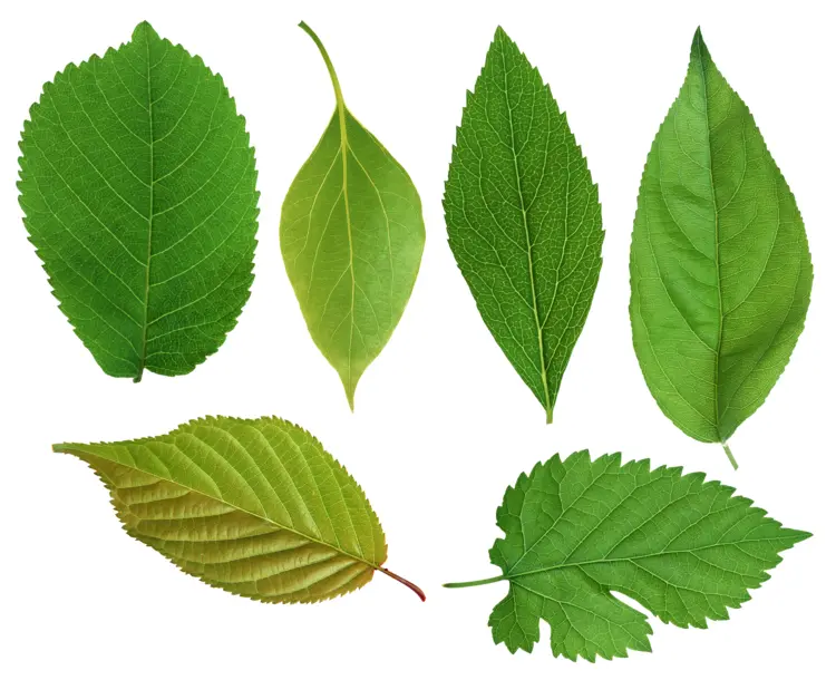 Assorted Green Leaves