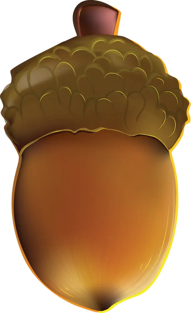 Illustrated Acorn