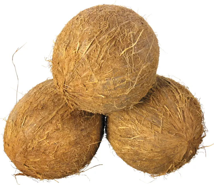 Brown Coconut for Tropical Delights