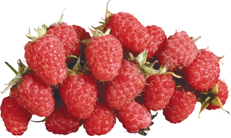 Fresh Red Raspberries