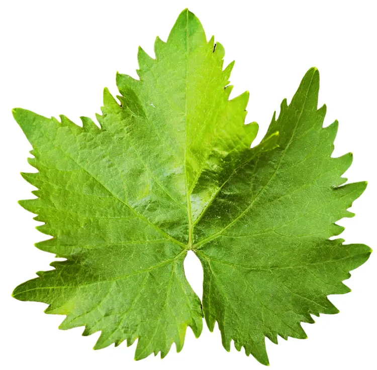 Green Leaf