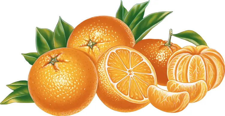 Cluster of Oranges with Slices