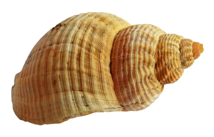 Yellow Marine Shell