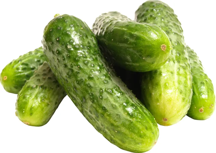 Pile of Fresh Cucumbers