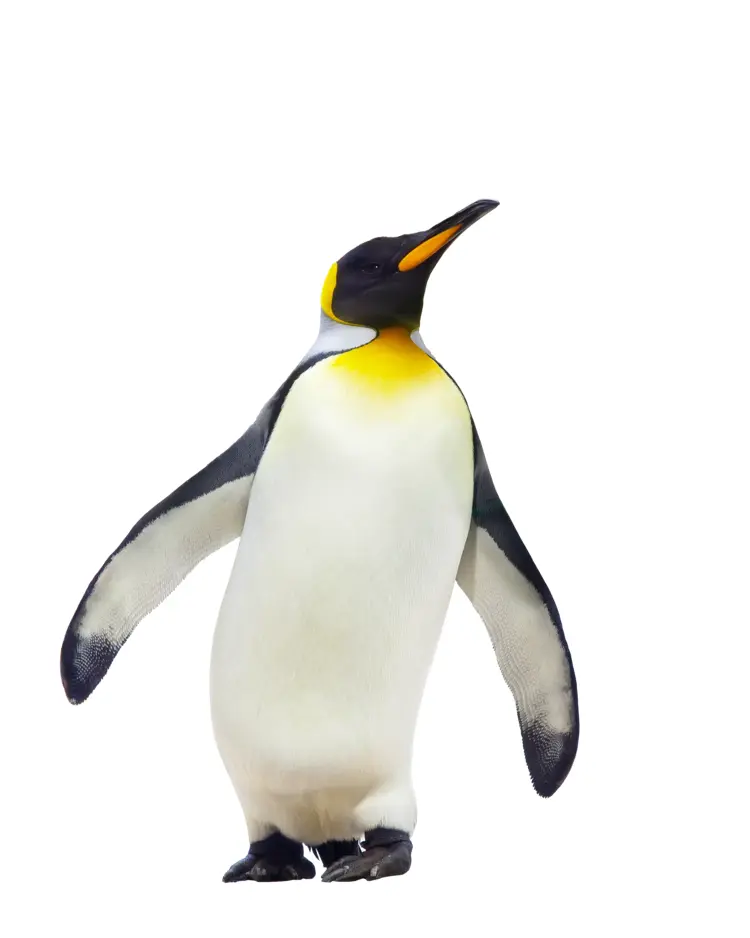 Standing Penguin