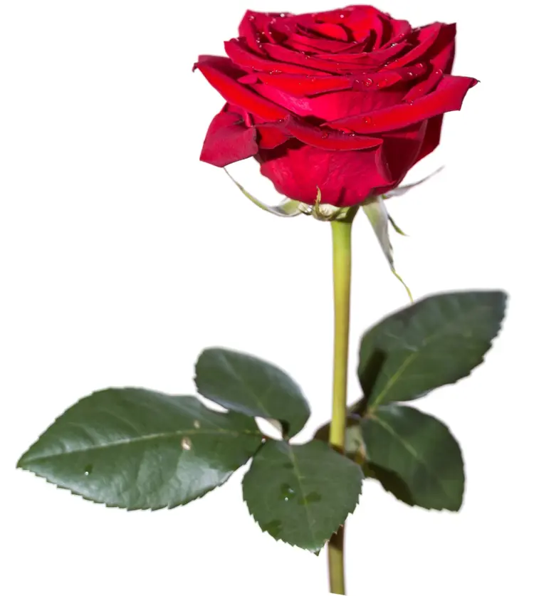 Beautiful Red Rose with Stem and Leaves