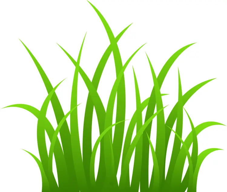 Fresh Green Grass Illustration