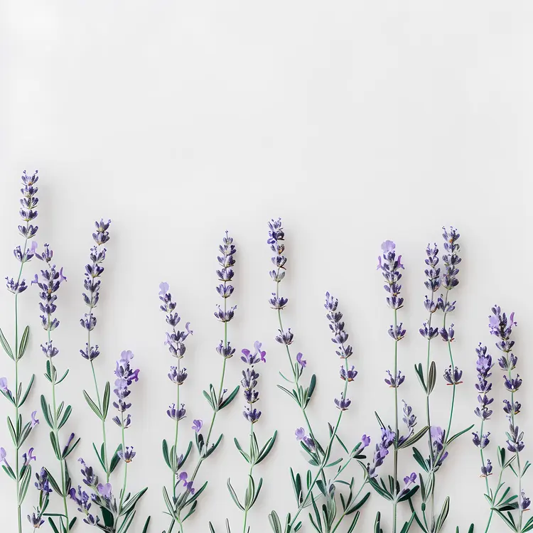 Lavender Flowers in a Row