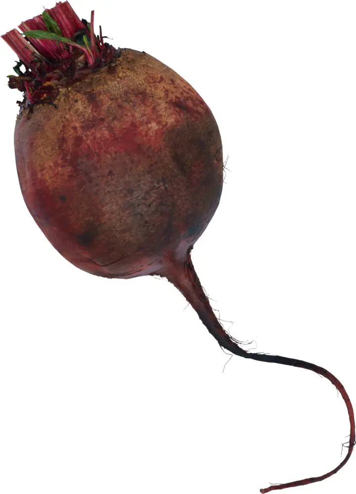 Fresh Dark Beet Root