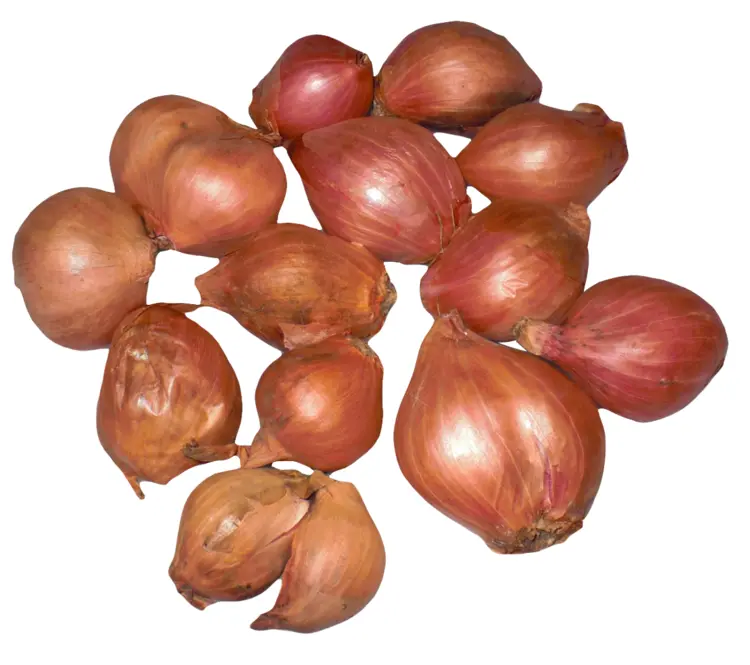 Fresh Shallots for Gourmet Cooking