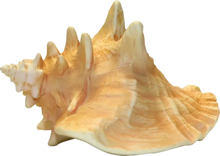 Large Conch Shell