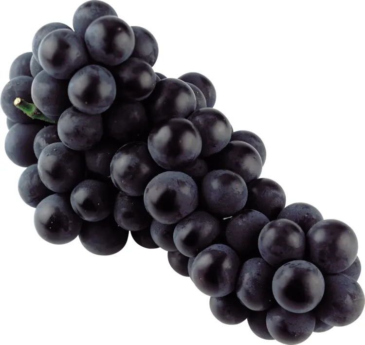 Juicy Black Grapes Bunch