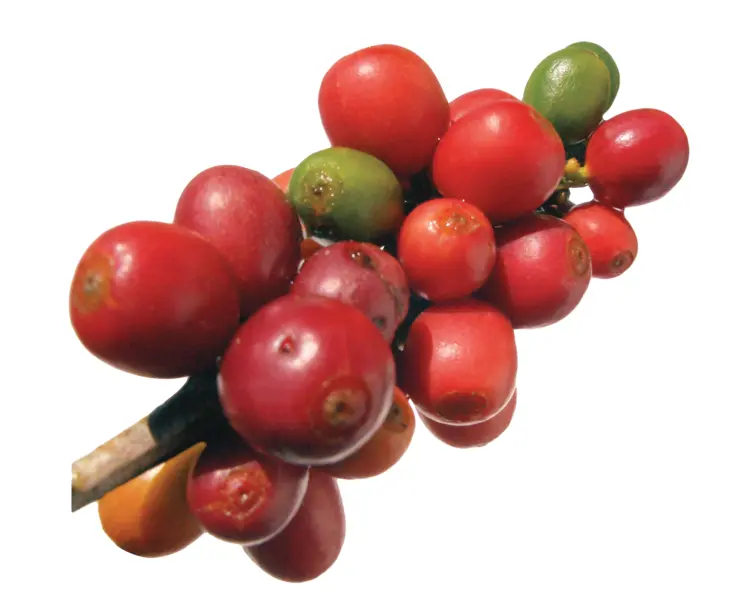 Cluster of Coffee Berries