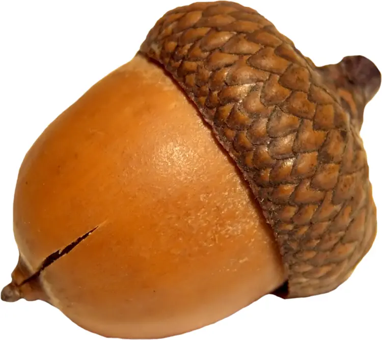 Brown Acorn