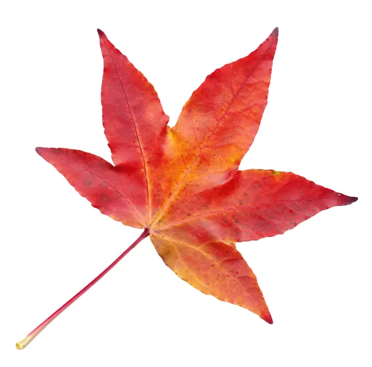 Red Autumn Leaf