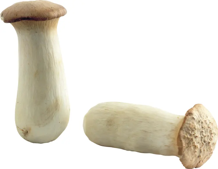 White Mushrooms for Cooking