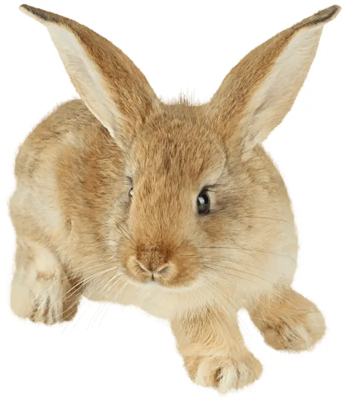 Cute Brown Rabbit with Long Ears