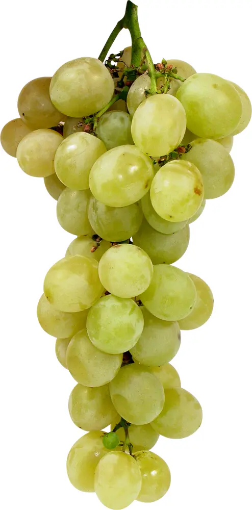 Fresh Bunch of Green Grapes