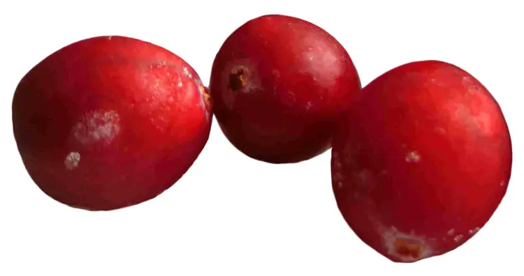 Fresh Red Cranberries